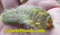 /home//u458753944/public_html/sourcegallery////Insects and small critters/butterflies and moths (Lepidoptera)/crop cat.jpg